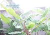 Bán đất xã Đạo Thạnh, đường 4m