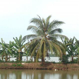 Bán đất vườn khu du lịch Cù Lao Thới Sơn, TP Mỹ Tho, Tiền Giang. LH Hà 0945843537