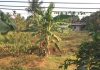 Bán 8x32m mặt tiền đường Thạnh Hưng, xã Thạnh Phú, Châu Thành, Tiền Giang
