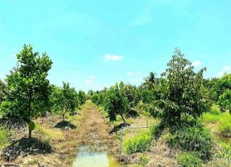 Bán 8.500m2 đất xã Hậu Mỹ Trinh, Cái Bè, Tiền Giang.