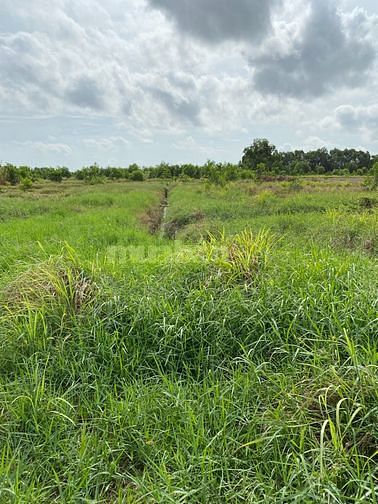 Bán Đất 1000m2/320tr Mặt Tiền lộ 3m Tân Phú Đông