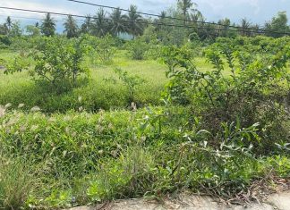 Đất đẹp giá đầu tư 900m2 ( 31 x 29 ) Tân Phú Đông Tiên giang