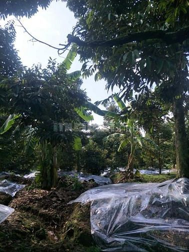 Cần Bán Gấp Đất Vườn Đang Canh Tác