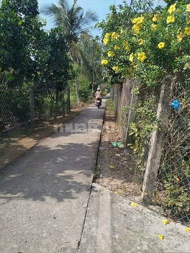 Đất trồng sầu riêng, mít, trắc đường bê tông